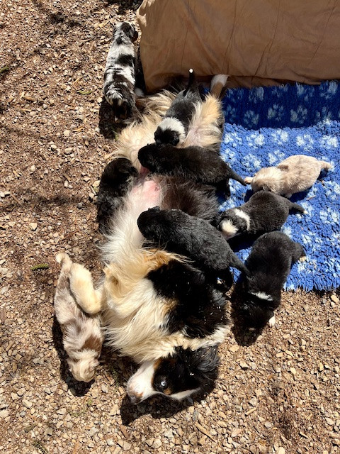Chiot Berger Australien Du Balat De Sistre