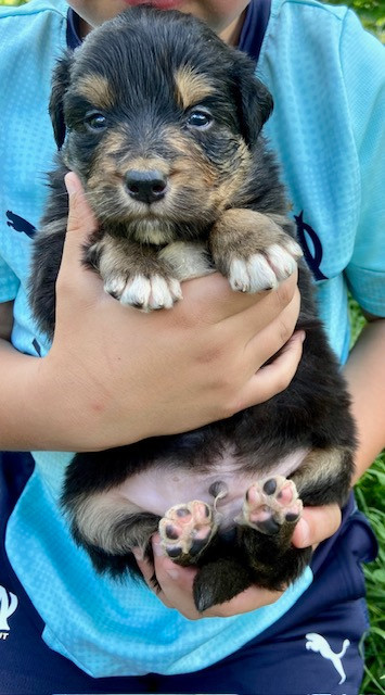 Du Balat De Sistre - Chiots disponibles - Berger Australien