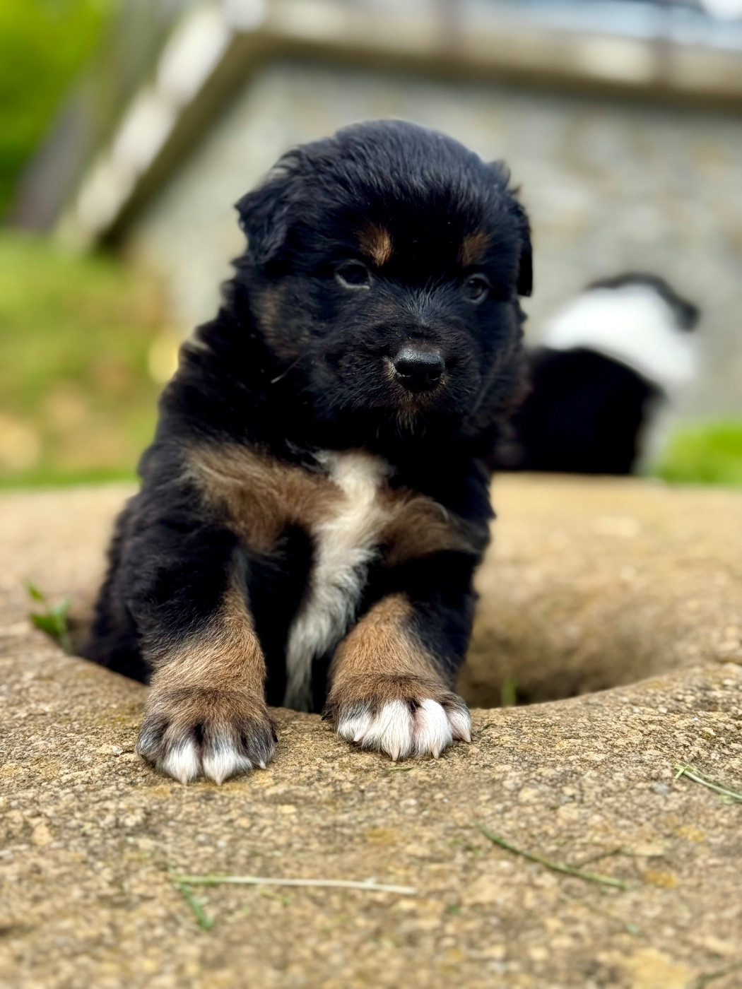 Du Balat De Sistre - Chiots disponibles - Berger Australien