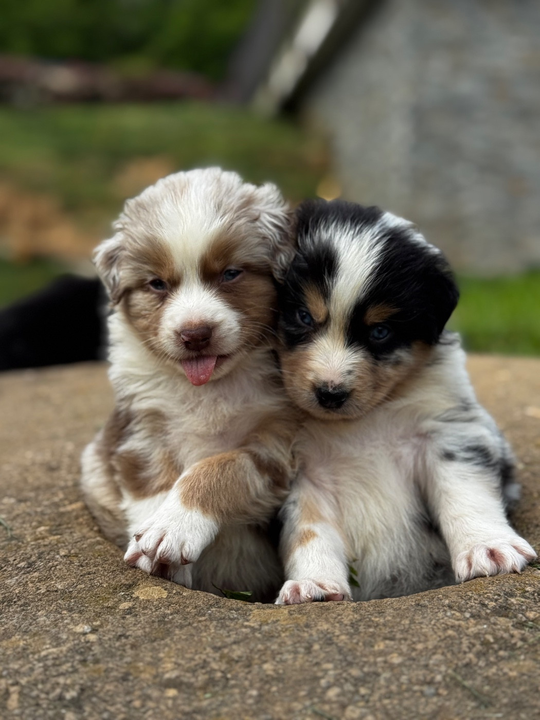 Du Balat De Sistre - Chiots disponibles - Berger Australien