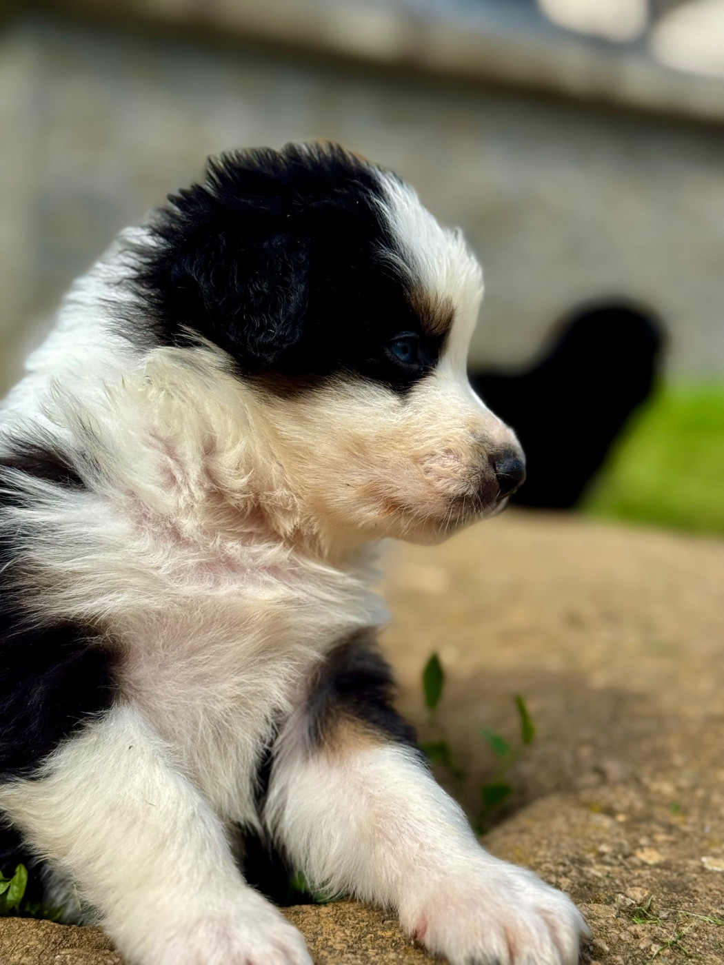 Du Balat De Sistre - Chiots disponibles - Berger Australien