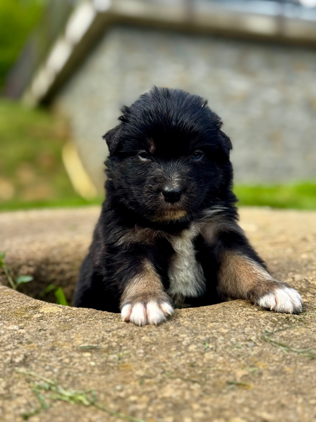 Du Balat De Sistre - Chiots disponibles - Berger Australien