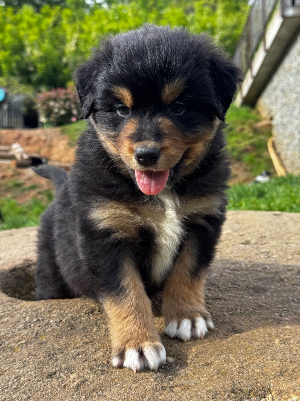 Du Balat De Sistre - Chiots disponibles - Berger Australien