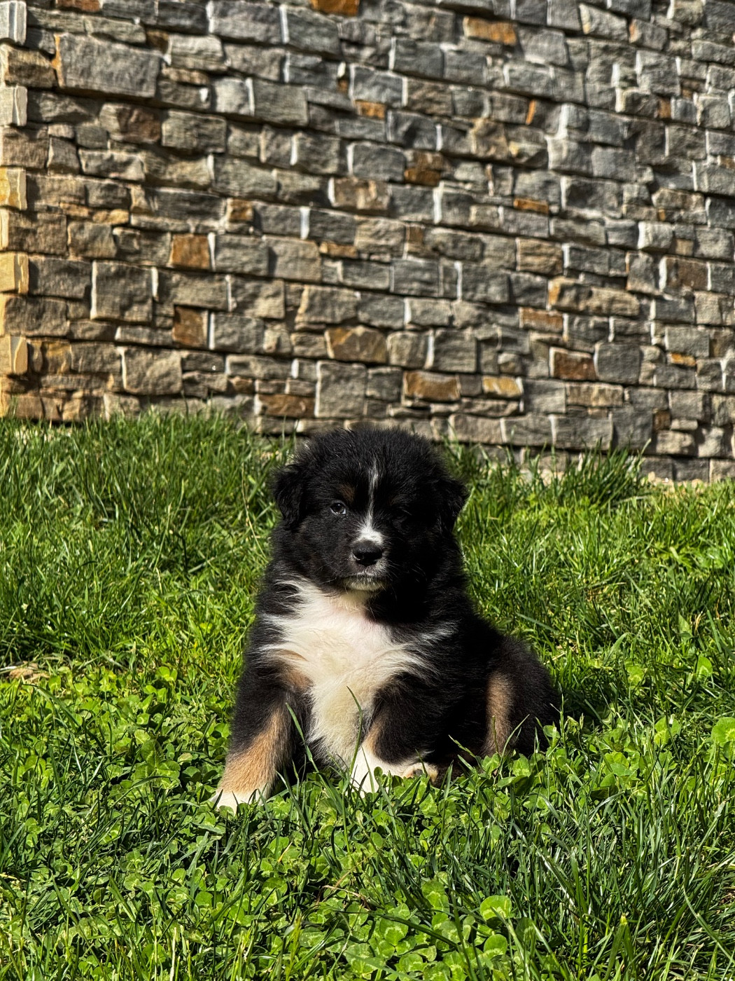 Du Balat De Sistre - Chiots disponibles - Berger Australien
