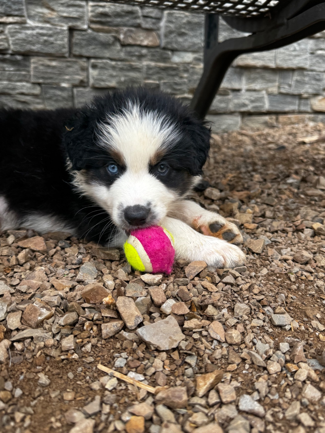 Du Balat De Sistre - Chiots disponibles - Berger Australien