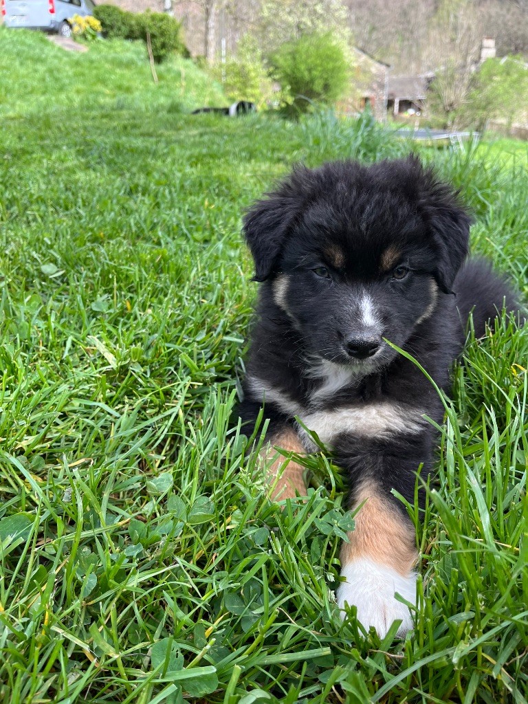Du Balat De Sistre - Chiots disponibles - Berger Australien