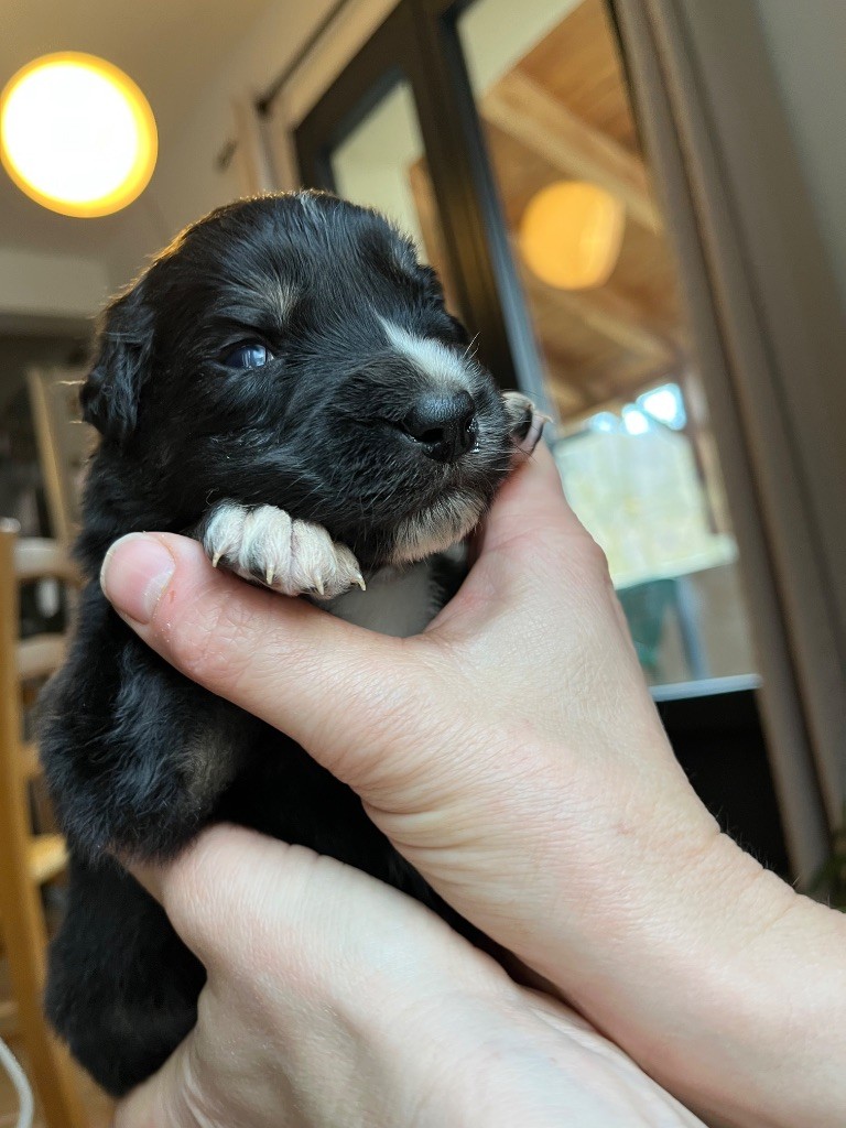 Du Balat De Sistre - Chiots disponibles - Berger Australien