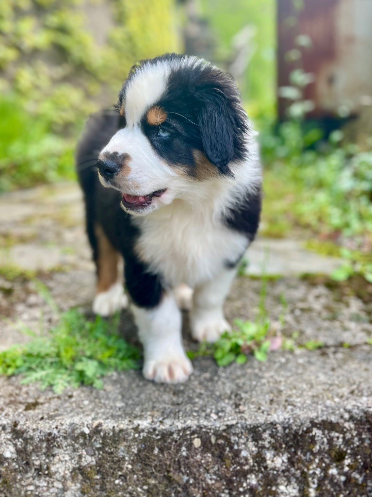 Du Balat De Sistre - Chiots disponibles - Berger Australien