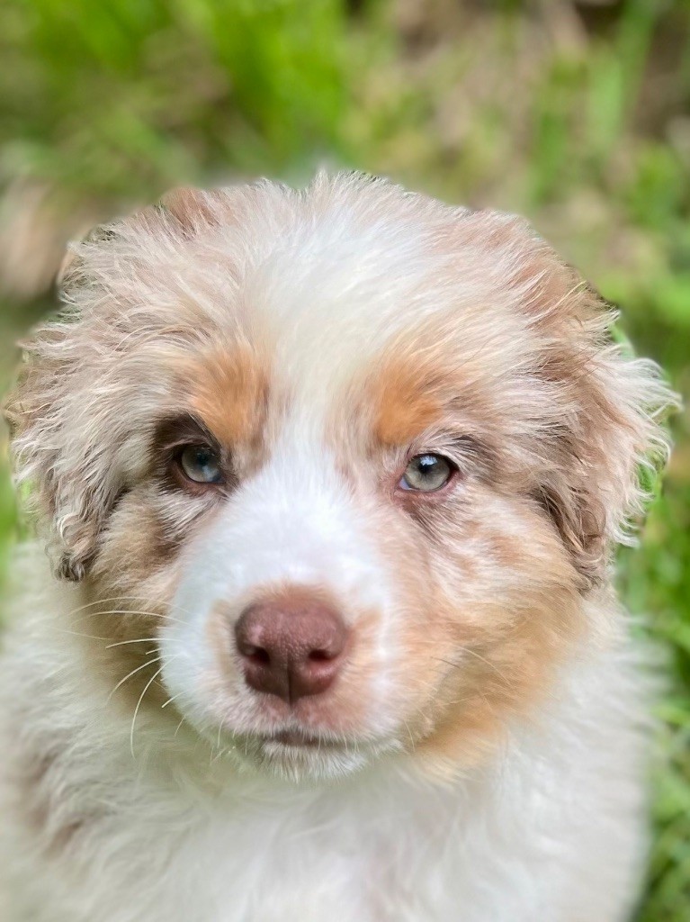 Du Balat De Sistre - Chiots disponibles - Berger Australien