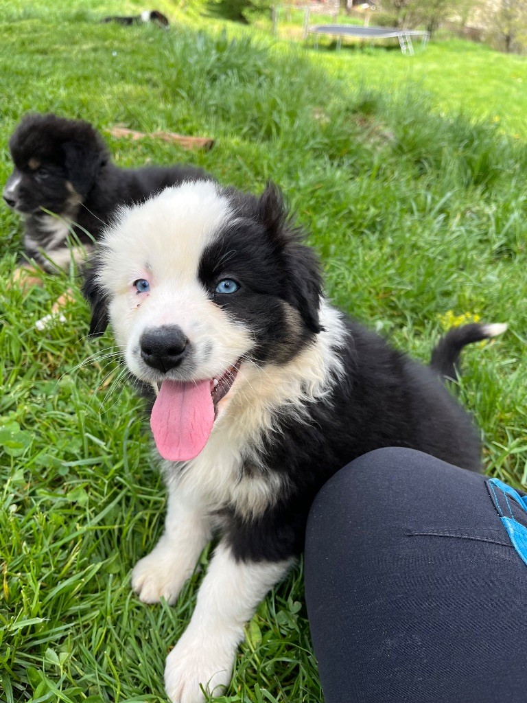 Du Balat De Sistre - Chiots disponibles - Berger Australien