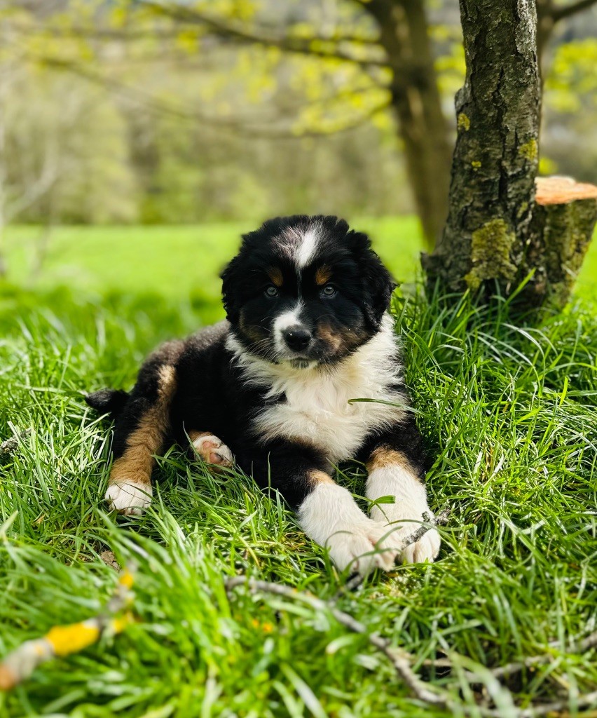 Du Balat De Sistre - Chiots disponibles - Berger Australien